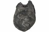 Ankylosaur (Polacanthus) Caudal Vertebra - Isle of Wight, England #206486-3